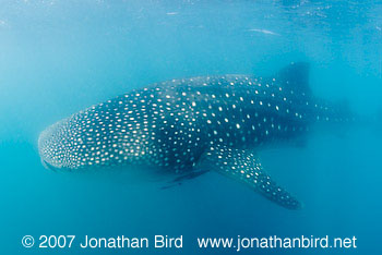 Whale Shark [Rhincodon typus]