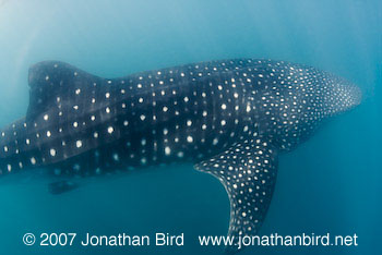 Whale Shark [Rhincodon typus]