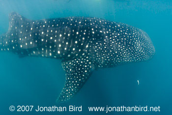 Whale Shark [Rhincodon typus]