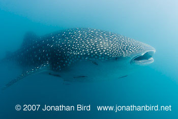 Whale Shark [Rhincodon typus]