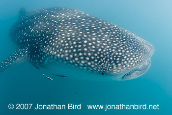 Whale Shark [Rhincodon typus]