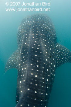 Whale Shark [Rhincodon typus]