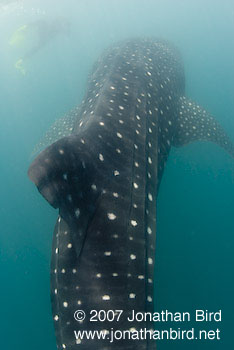 Whale Shark [Rhincodon typus]