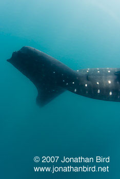 Whale Shark [Rhincodon typus]