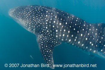 Whale Shark [Rhincodon typus]