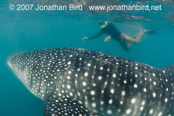 Whale Shark [Rhincodon typus]