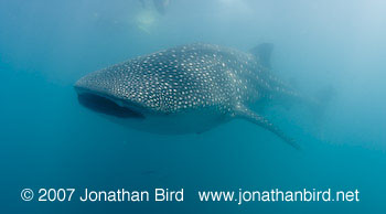 Whale Shark [Rhincodon typus]