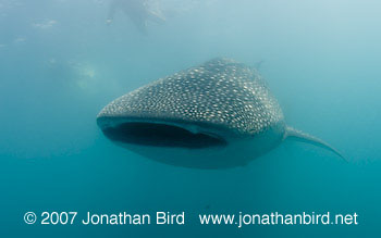 Whale Shark [Rhincodon typus]