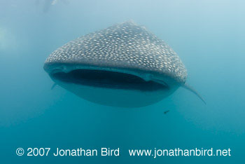 Whale Shark [Rhincodon typus]