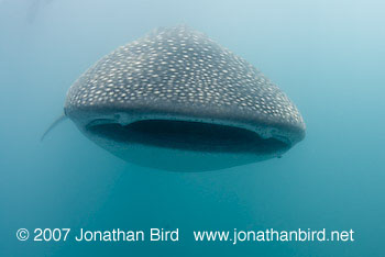 Whale Shark [Rhincodon typus]