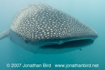 Whale Shark [Rhincodon typus]