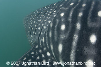 Whale Shark [Rhincodon typus]