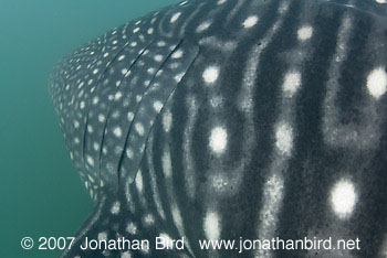 Whale Shark [Rhincodon typus]