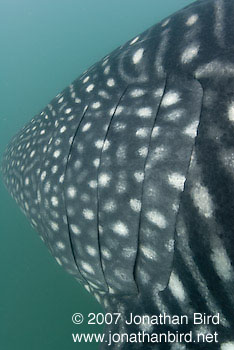 Whale Shark [Rhincodon typus]