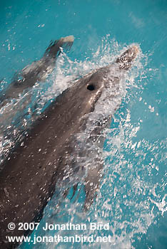 Atlantic Spotted Dolphin [Stenella frontalis]