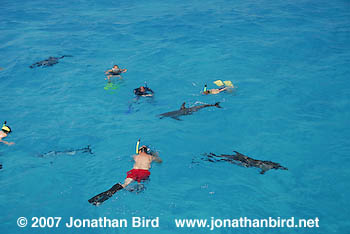 Atlantic Spotted Dolphin [Stenella frontalis]