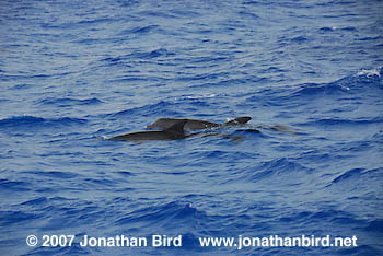 Atlantic Spotted Dolphin [Stenella frontalis]