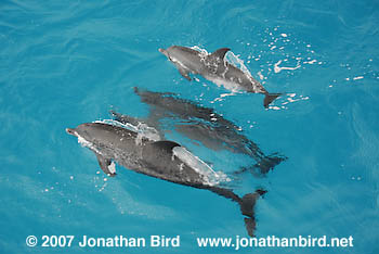 Atlantic Spotted Dolphin [Stenella frontalis]