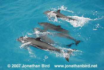 Atlantic Spotted Dolphin [Stenella frontalis]