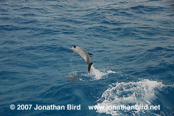 Atlantic Spotted Dolphin [Stenella frontalis]