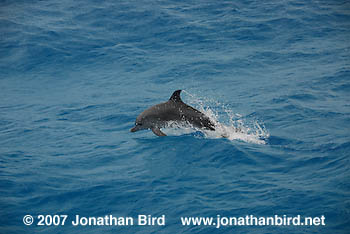 Atlantic Spotted Dolphin [Stenella frontalis]