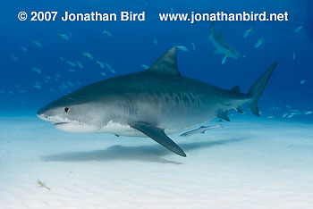 Tiger Shark [Galeocerdo cuvier]