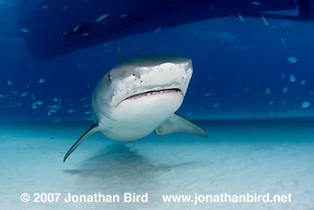 Tiger Shark [Galeocerdo cuvier]