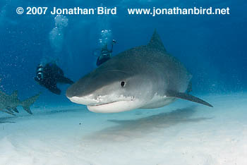 Tiger Shark [Galeocerdo cuvier]