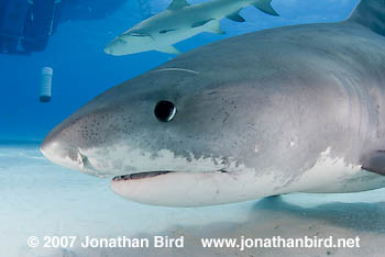 Tiger Shark [Galeocerdo cuvier]