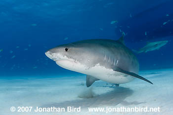 Tiger Shark [Galeocerdo cuvier]