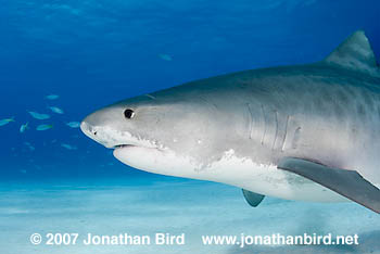 Tiger Shark [Galeocerdo cuvier]