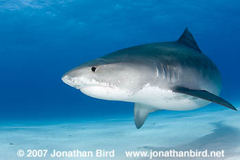 Tiger Shark [Galeocerdo cuvier]