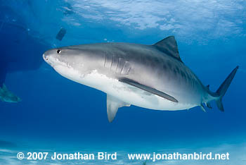 Tiger Shark [Galeocerdo cuvier]