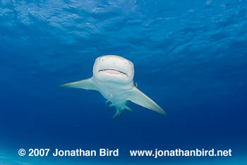 Lemon Shark [Negaprion brevirostris]