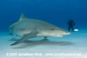 Lemon Shark [Negaprion brevirostri]