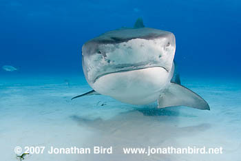 Tiger Shark [Galeocerdo cuvier]