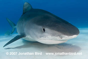 Tiger Shark [Galeocerdo cuvier]