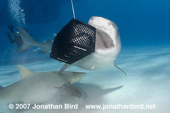 Tiger Shark [Galeocerdo cuvier]