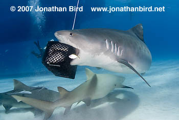 Tiger Shark [Galeocerdo cuvier]