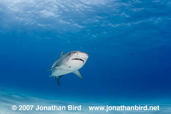 Tiger Shark [Galeocerdo cuvier]