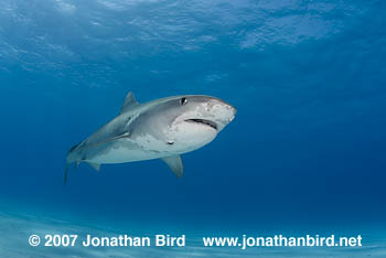 Tiger Shark [Galeocerdo cuvier]