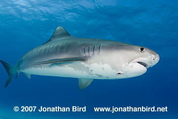 Tiger Shark [Galeocerdo cuvier]