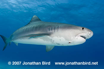 Tiger Shark [Galeocerdo cuvier]