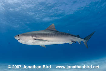 Tiger Shark [Galeocerdo cuvier]