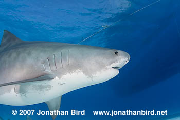 Tiger Shark [Galeocerdo cuvier]