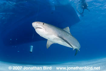 Tiger Shark [Galeocerdo cuvier]