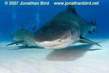 Tiger Shark [Galeocerdo cuvier]