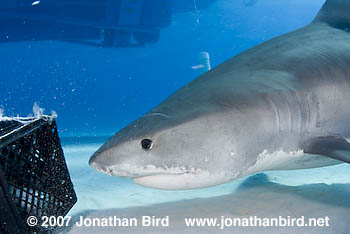 Tiger Shark [Galeocerdo cuvier]