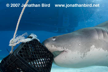 Tiger Shark [Galeocerdo cuvier]