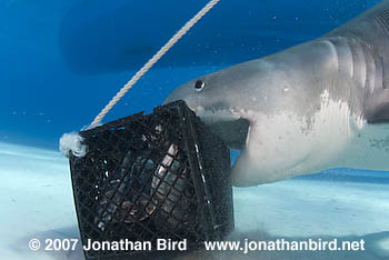 Tiger Shark [Galeocerdo cuvier]